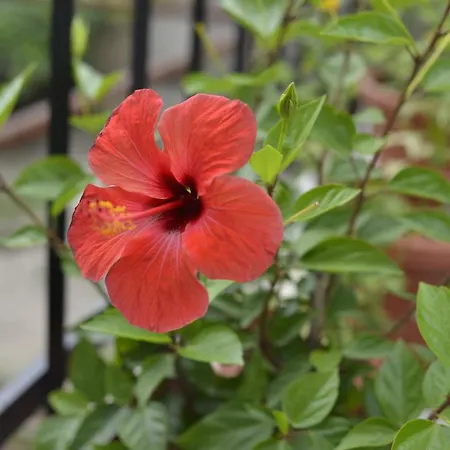 Apartment Flower With Free Onsite Parking Mostar