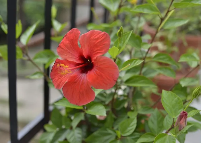 Apartman Flower With Free Onsite Parking Mostar